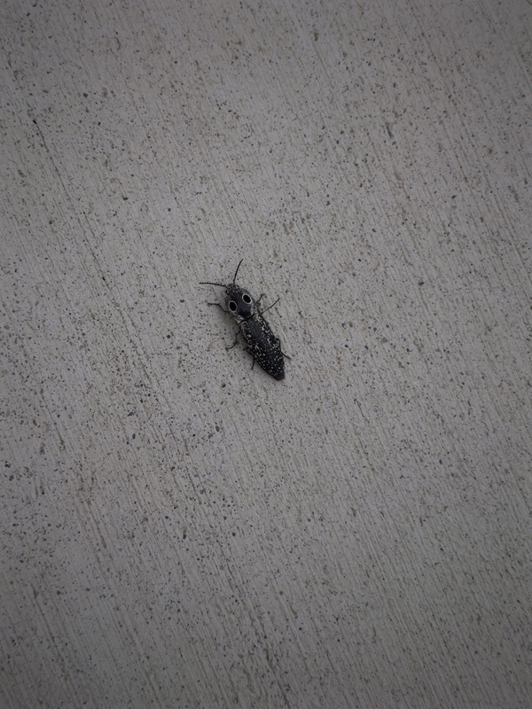 2x bug
