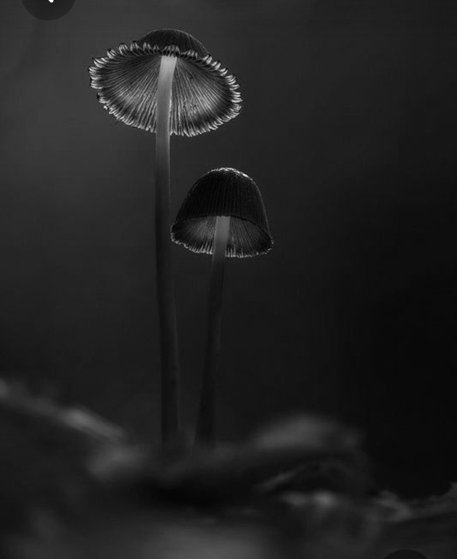 Screenshot_20230804_234252_Pinterest