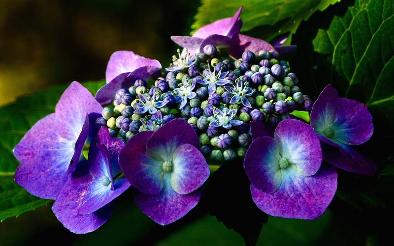 purple-petal-flowers.jpg