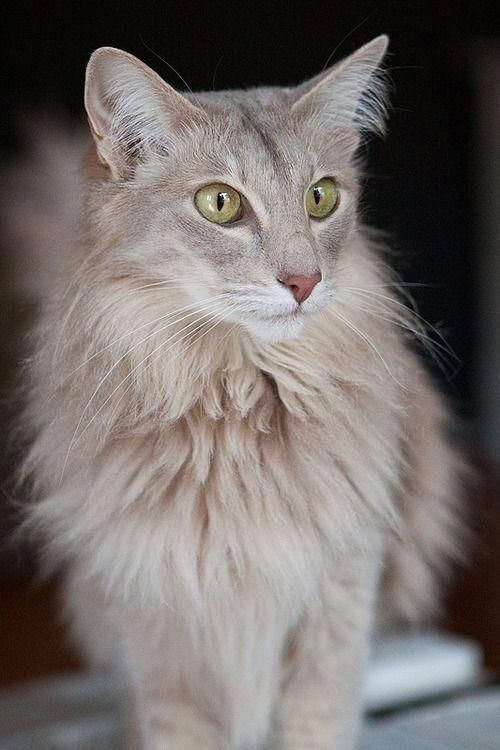 Oleanderkit of Riverclan Bountiful-Collection-Of-Pretty-Kitties