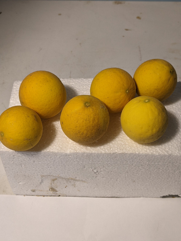 PXL_20221019_155336140