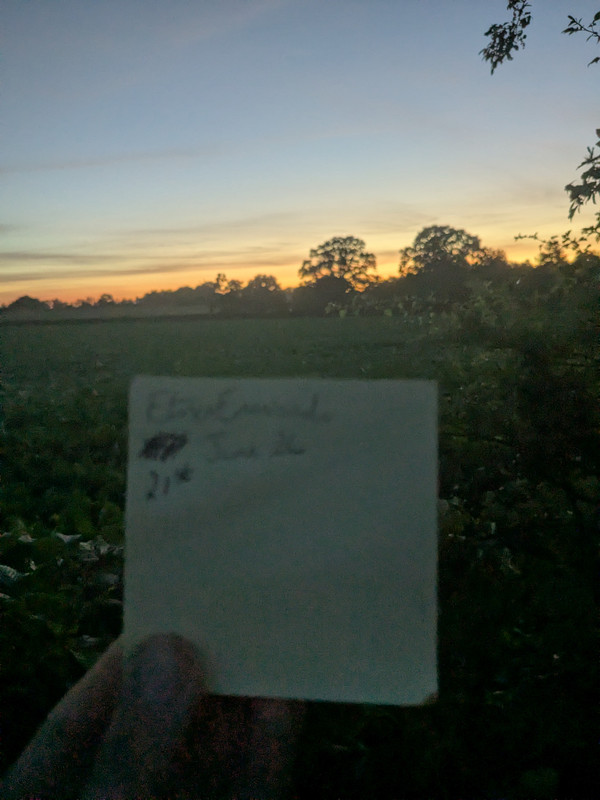 Sunrise 2