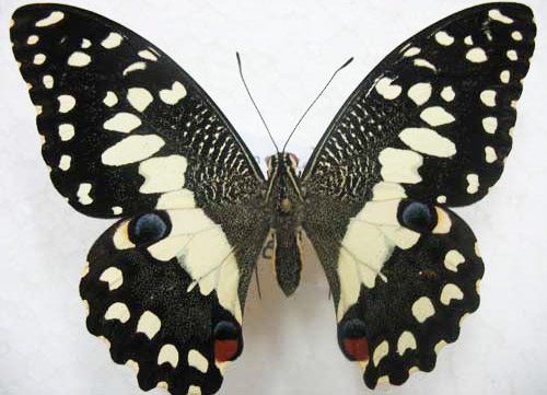 Citrus Swallowtail_Jude2108-9