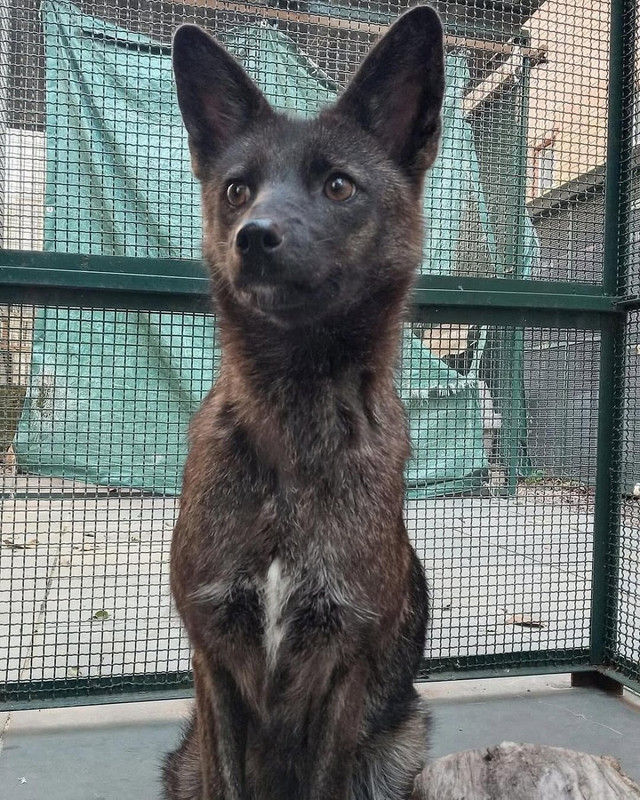 fotoperro-zorro2