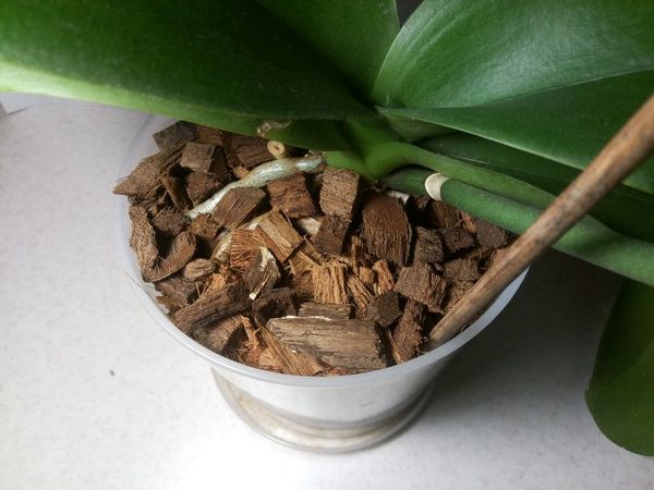 Секреты успешного использования кокосового волокна для выращивания здоровых орхидей