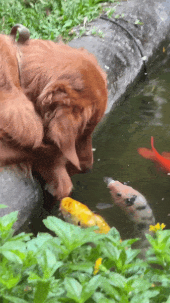 Dogfish-tfuots9Ga-B1vmobp0-ezgif-com-optimize.gif
