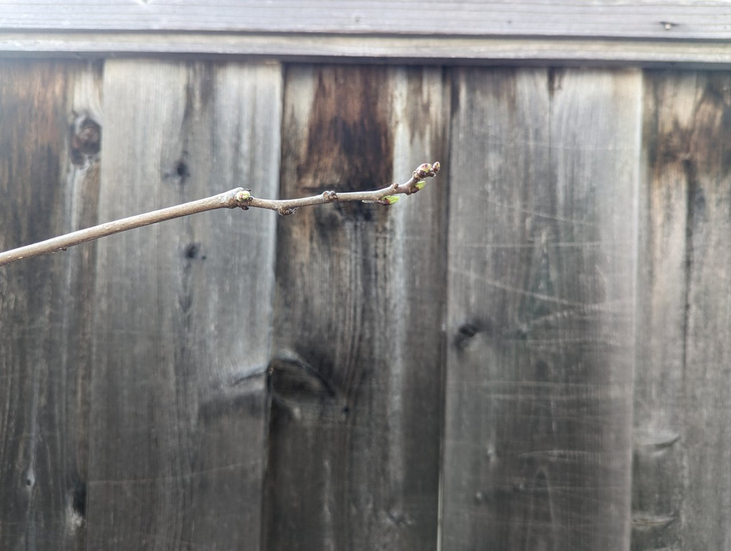 PXL_20240411_010355638 - Copy