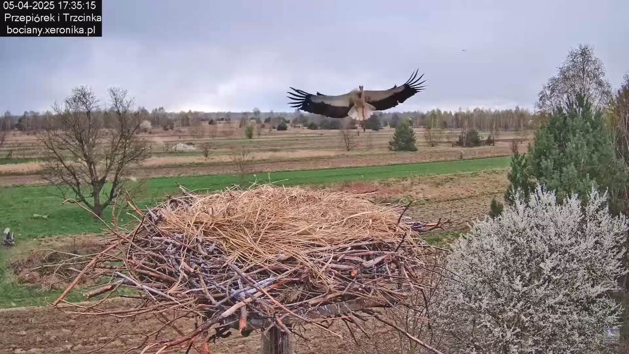 05042025paresekundwgniezdzie_33