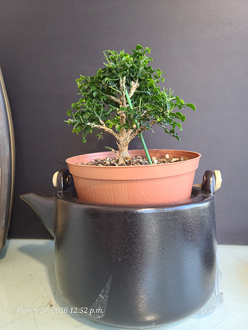 [Image: 20260327-125212.jpg]