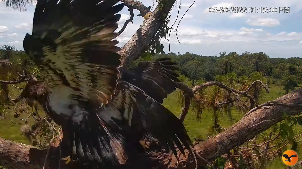 EC Nest Cam 11-32-24 screenshot (1)