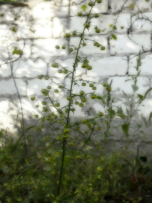 P1050790-0.1... (1024)