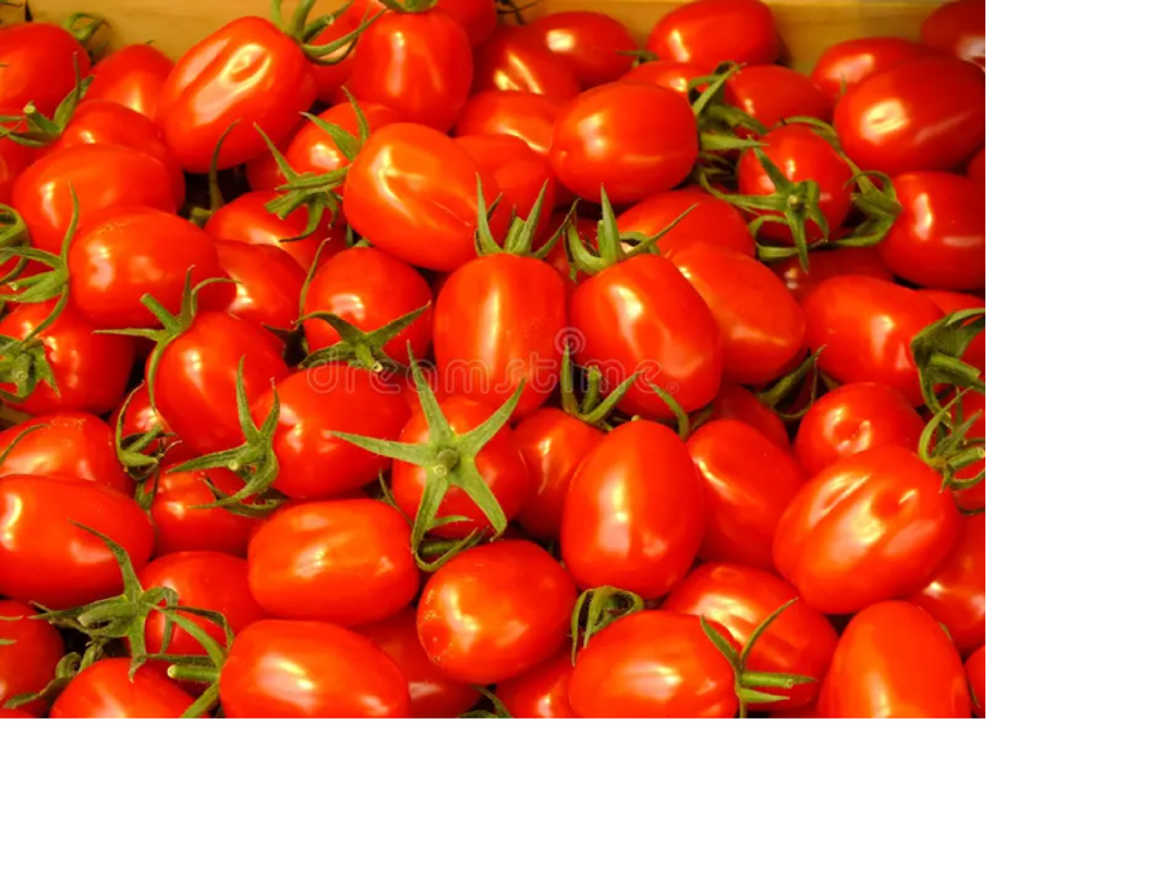 Tomates frescos