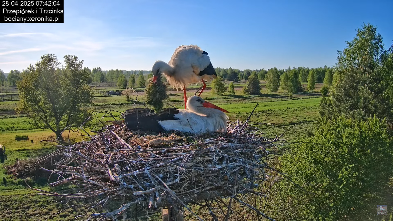 28042025bociany9