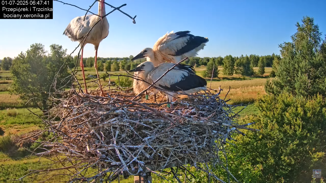01072025bociany18