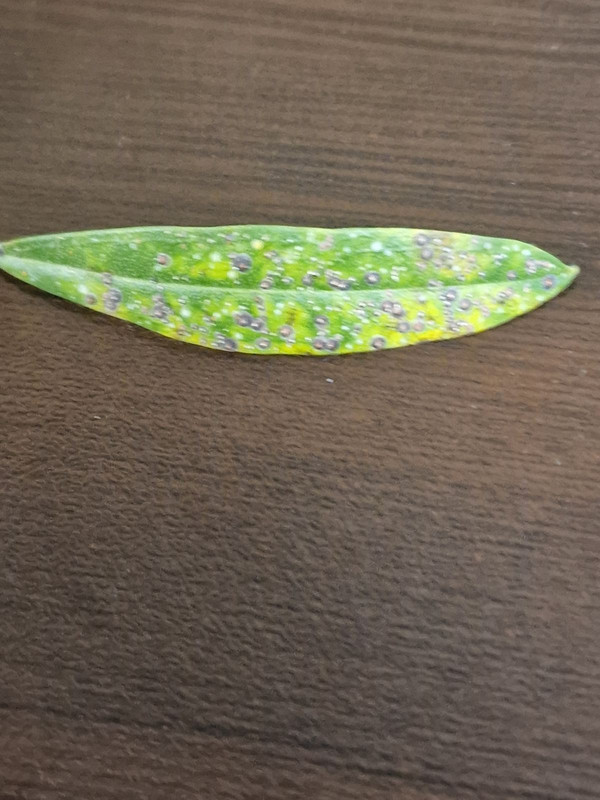 viber_image_2024-11-15_15-44-23-952