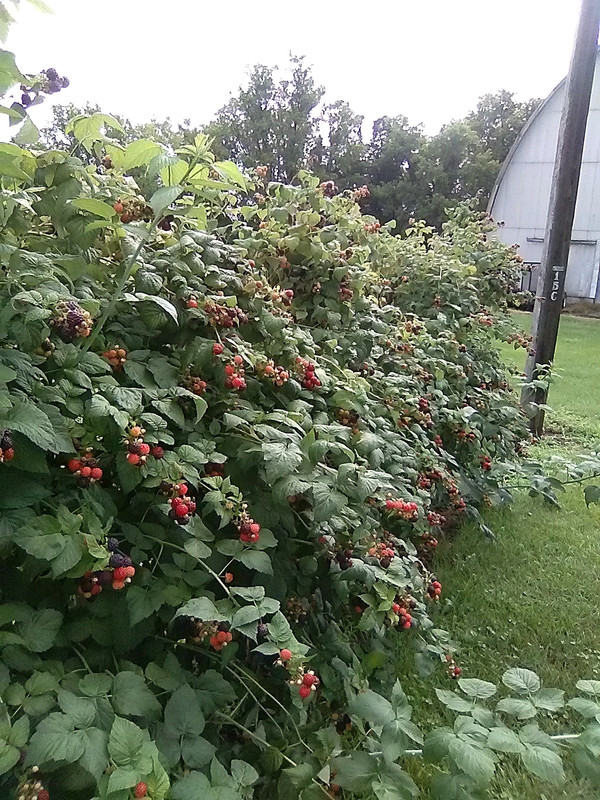 today's harvest waiting to dry a bit