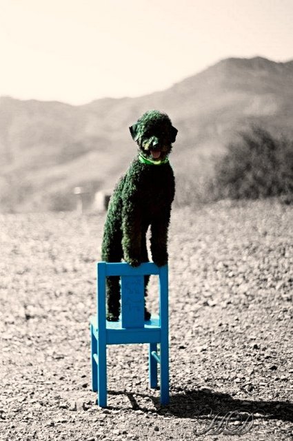 stan-blue-chair-HD.jpg