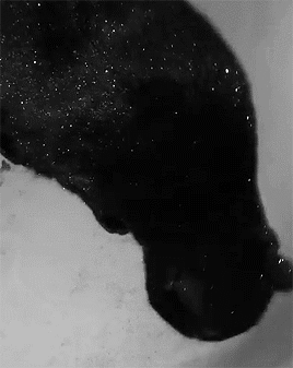 DF29D00F98C465230F99527ECFCE3BDDEA2903FC