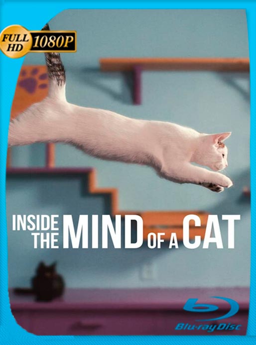 En La Mente De Un Gato (2022) WEB-DL 1080p Latino [GoogleDrive]