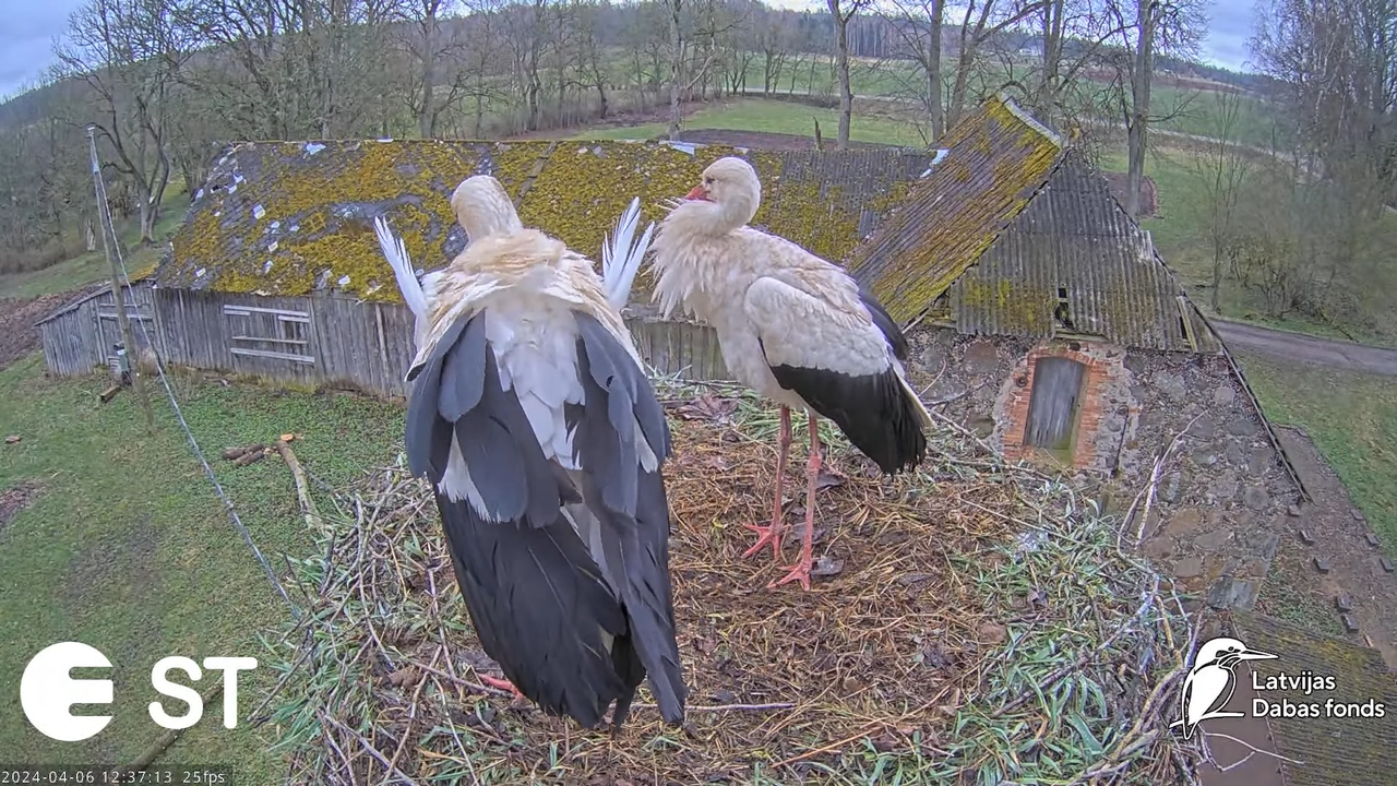 Baltie stārķi (Ciconia ciconia) Tukuma novadā - LDF tiešraide __ White storks in Tukums, Latvia 15-3