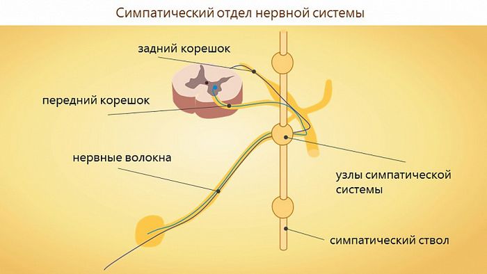 Анатомия Центральной нервной системы человека — информация