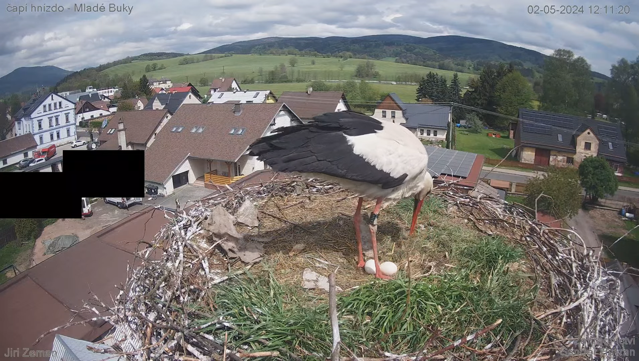 Tiešraides kamera — Mladé Buky — stārķa ligzda 14-51-32 screenshot