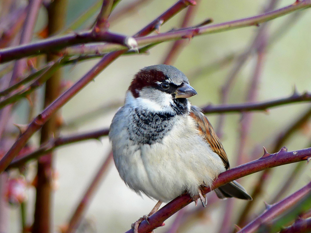 SPARROW 1