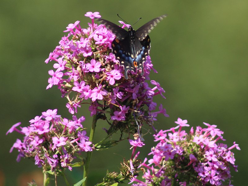 NYBG08282020-5.jpg