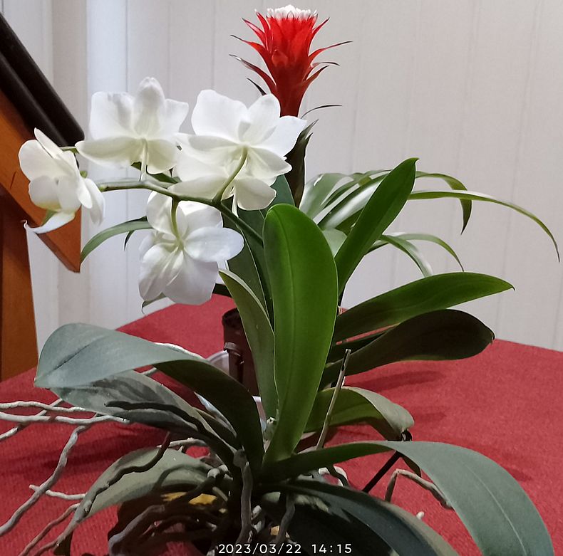 https://i.postimg.cc/rFbqkRv9/orchidea-bromelia-2023-03-22.jpg