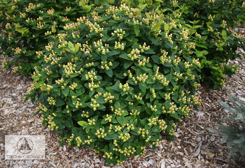 Hypericum_in_Magical_Beauty_big_1