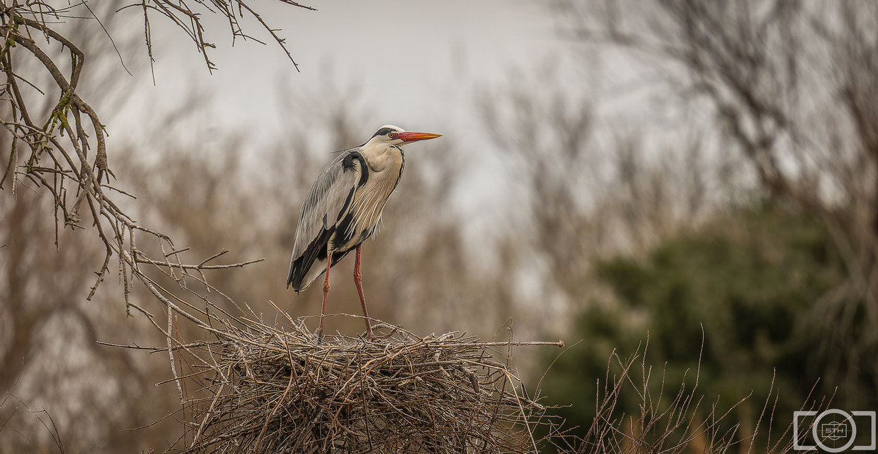 Sth-A7-RIII-32.jpg