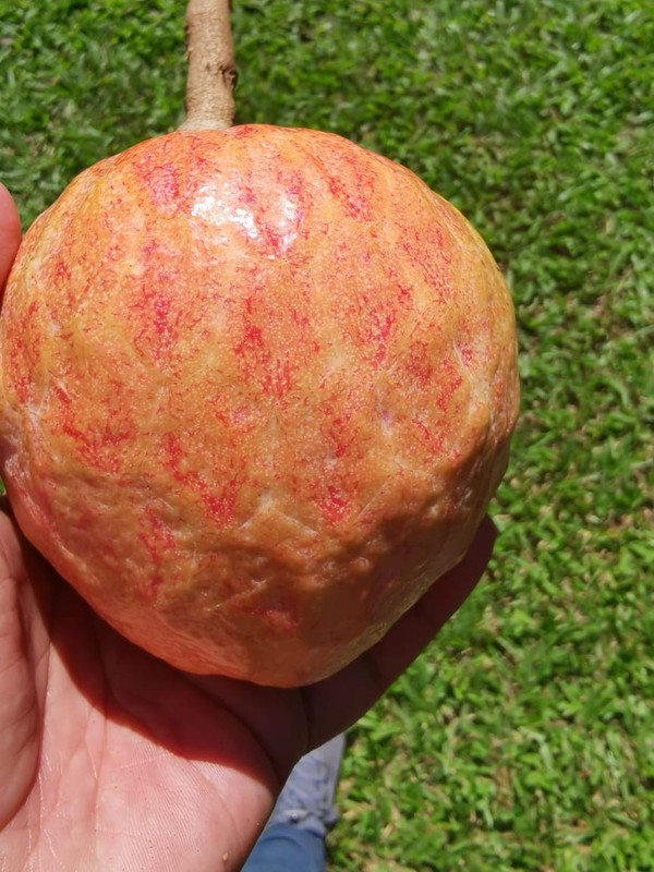 06F392DC-5F69-4DA0-9FFC-062A07FD99A2