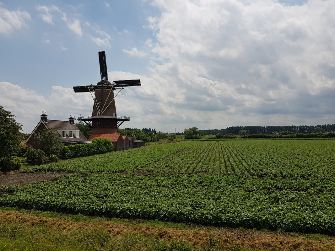 Pieter, De Korenhalm 03 's-Gravenpolder 14-06-2019