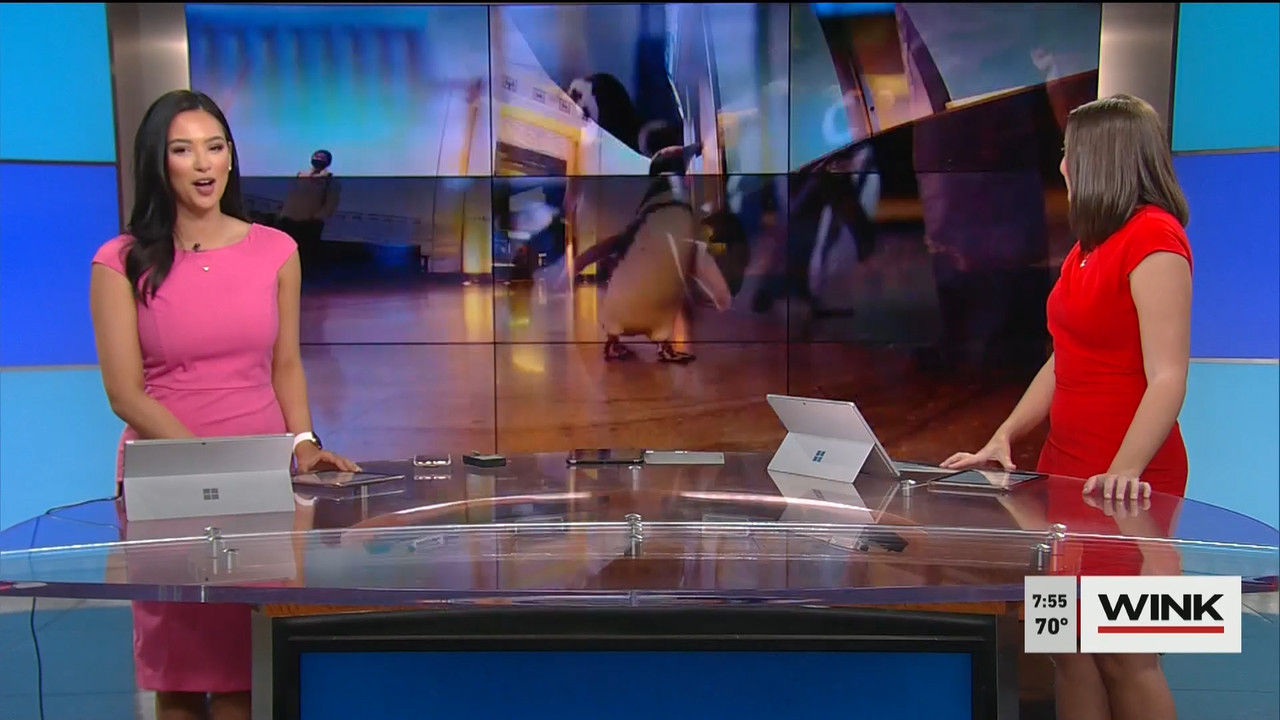 02.14 - 11.00.00 - WINK News @ 6 00AM Sunday. Local news, sports and ..._001.ts_snapshot_04.56.467