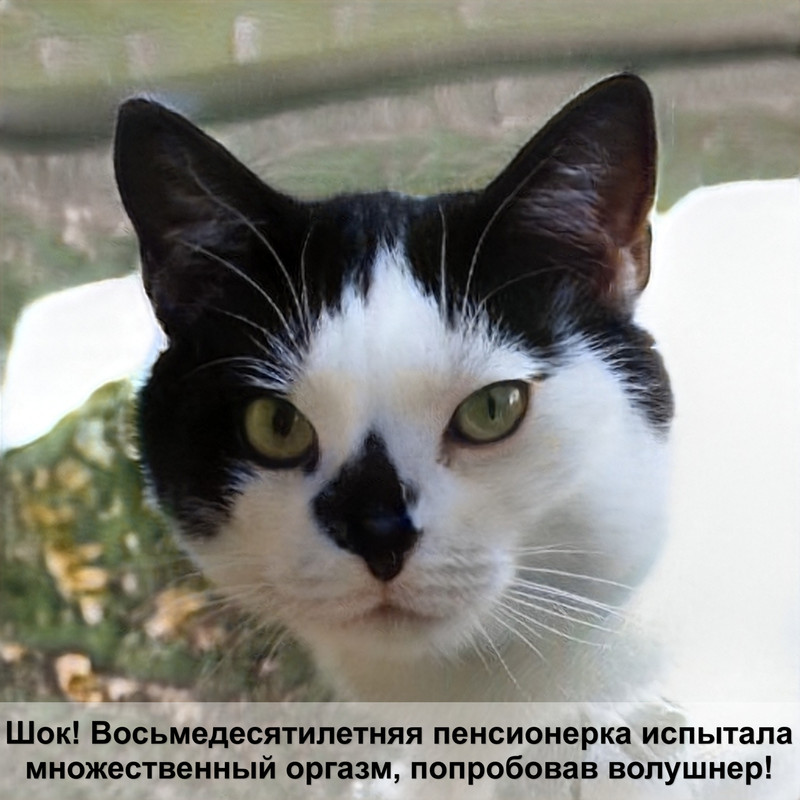 классификация кормов для кошек