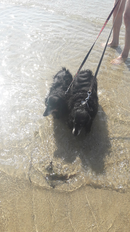 [Image: 20200811-172424.jpg]