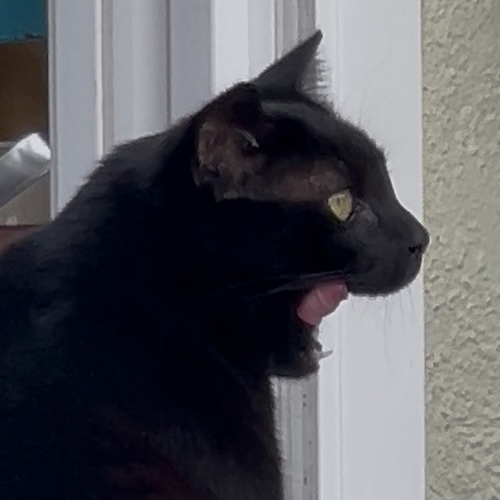 DC (Darn Cat) with open mouth and tongue out