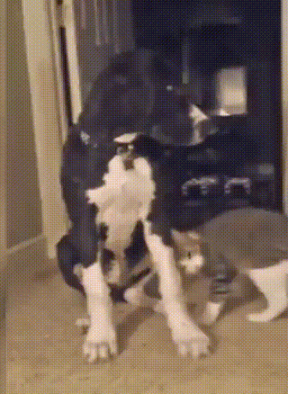 daily-gifdump-3377-23.gif