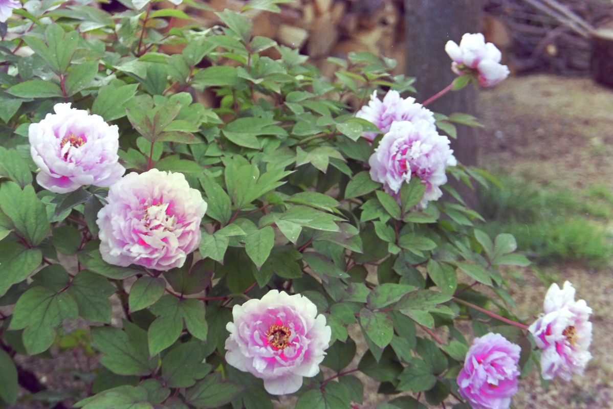 [Image: Pivoine-arbustive.jpg]