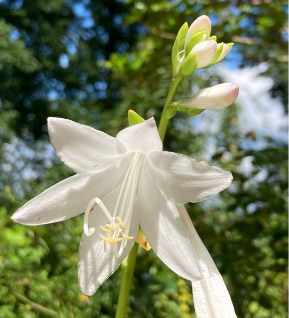 [Image: Fragrance-Hosta20220812.jpg]