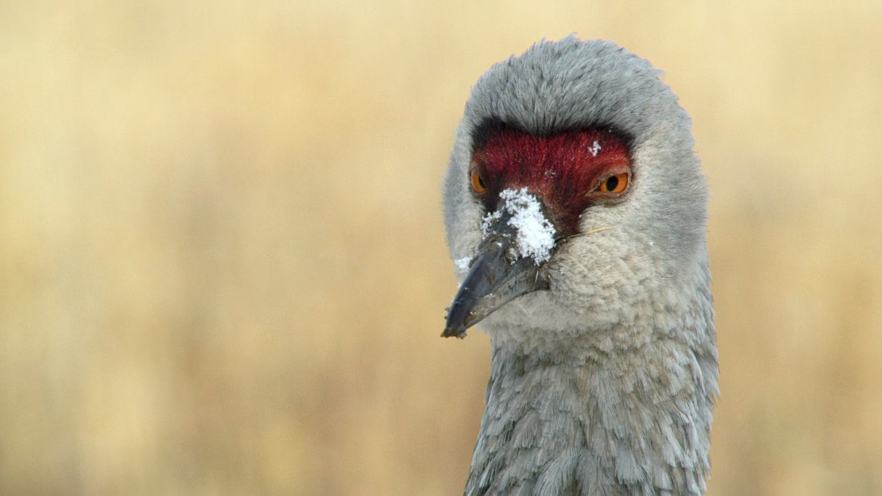 Alaska Earth's Frozen Kingdom (2015) - S01E01 - Spring (1080p x2
