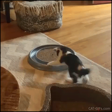Funny-Kitten-GIF-Crazy-kitty-gone-wild-with-his-new-cat-toy-with-ball-He-is-pouncing-like-baby-goa.gif