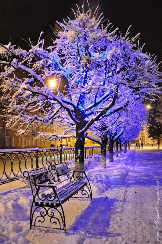 purpletreesnow.jpg