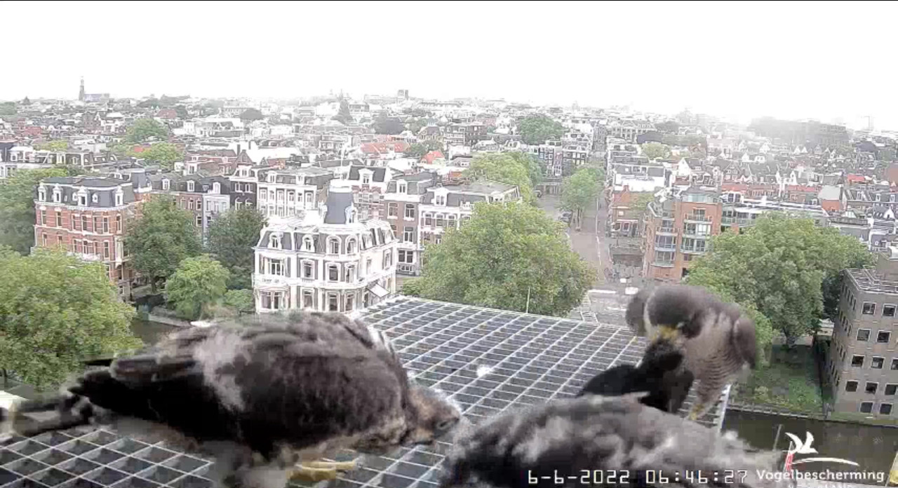 Amsterdam/Rijksmuseum screenshots © Beleef de Lente/Vogelbescherming Nederland - Pagina 19 Video-2022-06-06-064844-Moment
