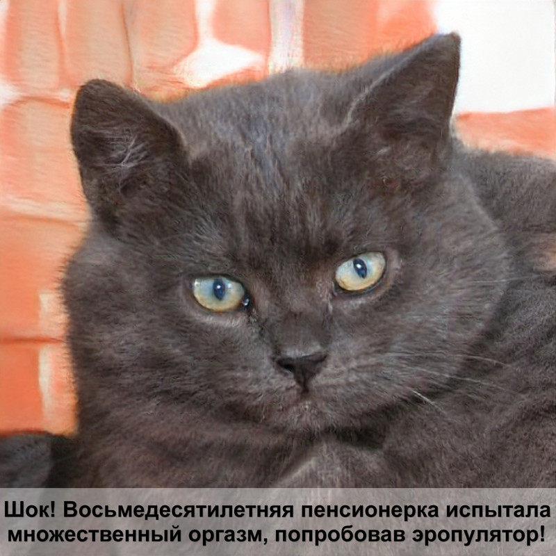 кошки с разноцветными глазами