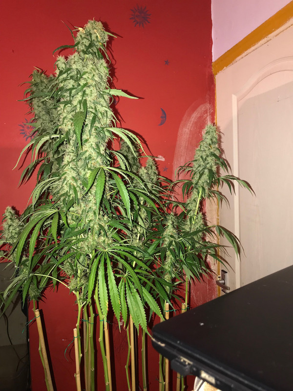 FFEC6A46-C903-4497-A9C6-CC4424794D9E