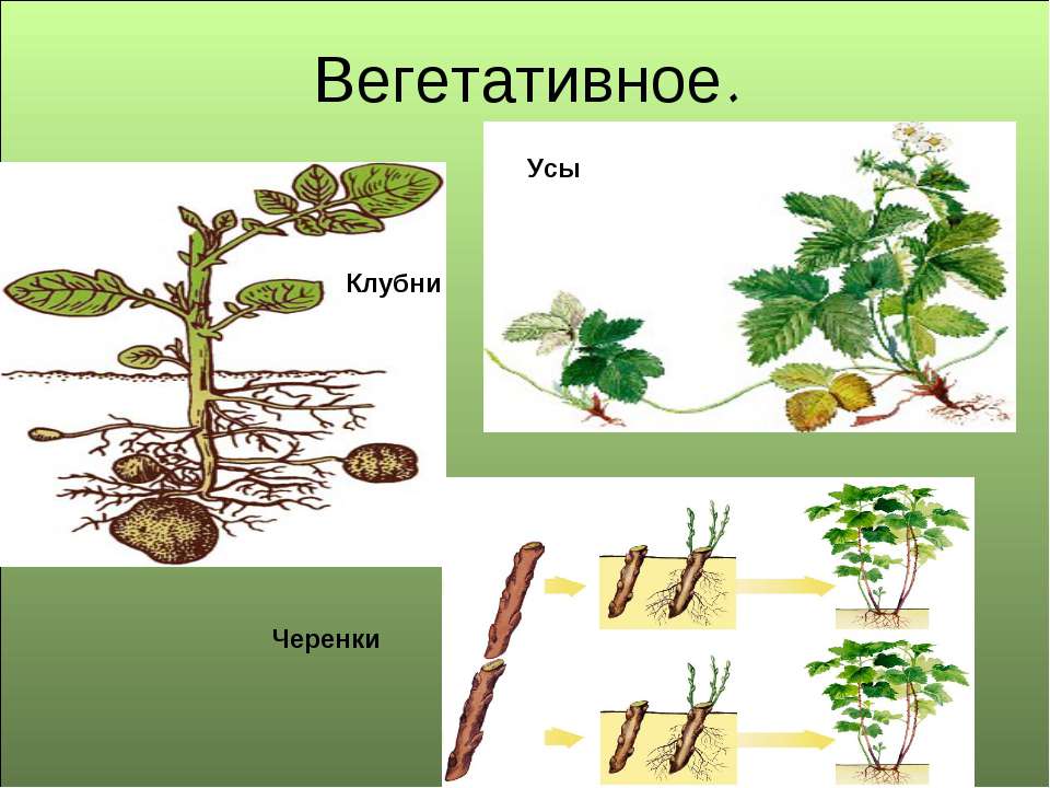 Размножение цикломены семенами, черенками или делением клубней