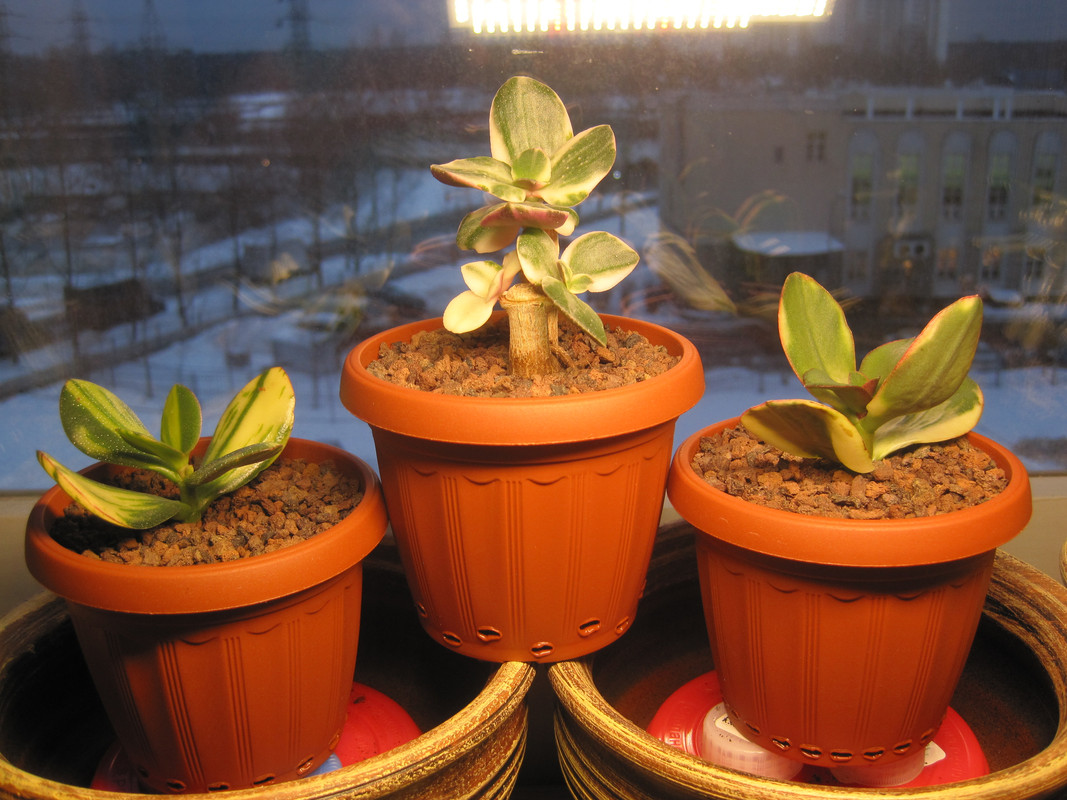 Вариегатики после пересадки 23 декабря 2022 г