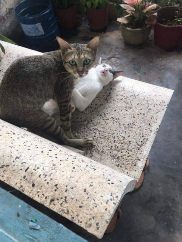 Εικόνα