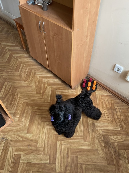 https://i.postimg.cc/rFgwNLY4/IMG-9420.jpg